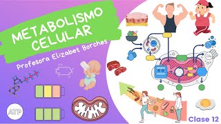 Metabolismo Celular Introducción [upl. by Ailegave249]