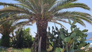 Agios Sostis Beach Zakynthos [upl. by Eanerb716]