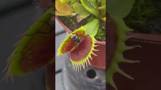 Carnivorous plant eating fly  Venus flytrap plant 🪴 [upl. by Egduj]