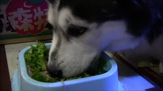 ソバは飲み物です、ハスキー犬 The dog which eats Japanese noodles ソバ大好きhusky [upl. by Kanal]