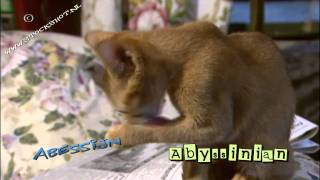 Abyssinian cat amp kittens 02 [upl. by Anwahsat]