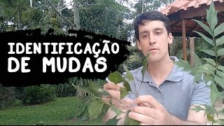 COMO FAZER IDENTIFICAÇÃO DE MUDAS [upl. by Vaclav]