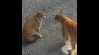 CAT FIGHT Peleas Violentas de Gatos [upl. by Asiret]