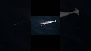 Narwhal  Descriptions and Facts shorts [upl. by Ydrah]