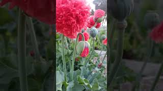 Toxin free Red PomPom Poppies mediterranean flowers plants garden lestweforget poppy shorts [upl. by Ffilc]