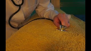 ASMR  POV  Irish Doctor Checks On You  Soft Spoken amp Whispered  IrishGaelic  Unintentional [upl. by Leahcam]