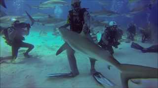 Stuart Coves Nassau Bahamas  Shark Feed [upl. by Erdnassak]