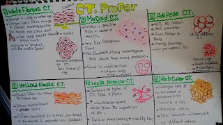 Connective Tissue proper [upl. by Anwadal]