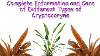 Cryptocoryne Care and Guide  Aquatic Plants Profile Episode 2 [upl. by Audette]