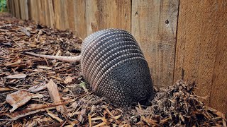 Armadillo Digging in Ant Mound [upl. by Sternlight42]