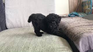 Black Toy Poodle  Chaca [upl. by Portwin]