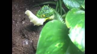 Arboreal alligator lizard Abronia graminea eating [upl. by Esaj]