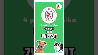 ŚWIATOWY DZIEŃ ZWIERZĄT 🐾💚 04102024 światowydzieńzwierząt psy koty zwierzaki schronisko [upl. by Enilekcaj157]