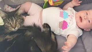 Adorable Cat Calms Down Crying Baby [upl. by Akerahs120]