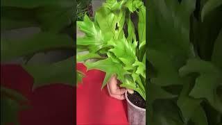 Conseils jardinage Polypodium punctatum Arrosage et entretien Plante verte dintérieur [upl. by Gemina]