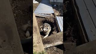 Sojou Uncovered alaskanmalamutes sleddogs malamutelovers [upl. by Sarat]