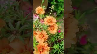 Bee so happy get pollinate portulaca flower shortvideo howtogrowportulaca nature gardenflower [upl. by Anina]