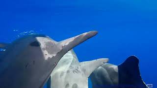 Roughtoothed dolphins [upl. by Rickie]