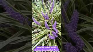 Perennial Purple Flower Liriope  Fall Container Gardening  Maryland Zone 7b fallgardening [upl. by Alikee]