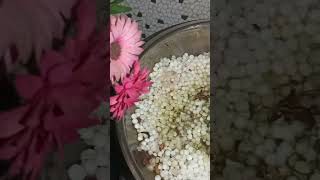 sabudane ki khichdifood indianrecipe enjoyfood foodcraving [upl. by Edyaj]