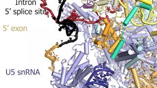 How the exonintron junction is introduced into the spliceosomes active site [upl. by Richman]