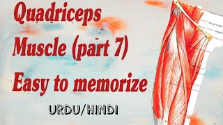 Quadriceps muscles  lower limb muscles  Origin amp Insertion  HindiUrdu [upl. by Weirick90]