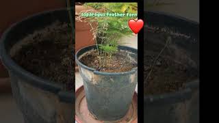 Asparagus feather fern plant care youtubeshorts houseplant indoorplants [upl. by Eyssej184]