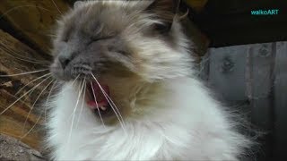 Birmakatze gähnt Birman cat yawns  The big yawn  Das große Gähnen  So cute amp funny [upl. by Iram]