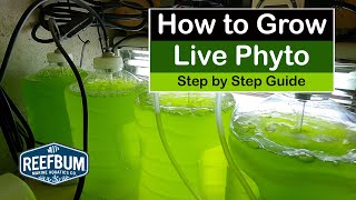 How To Grow Live Phyto  Step by Step Guide [upl. by Nats]