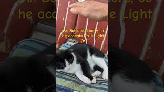 Mr Bob accepts True Light gratitude nature cat askmrbob lightworker mahikari catlover [upl. by Mcmillan636]