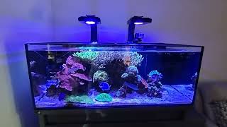 2 Years no water change Reef aquarium [upl. by Ahsiekim]