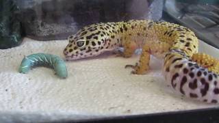 Leopard Gecko eating hornworm [upl. by Erbes]