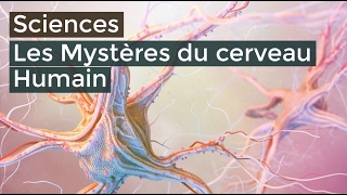 Les mystères du cerveau Humain  Documentaire français 2016 HD [upl. by Squier]