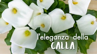 Zantedeschia aethiopica come prendersi cura della meravigliosa Calla [upl. by Ytte]