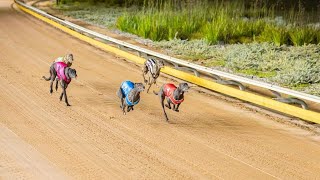 Greyhounds Dogs final heat of the 2024 Peter Kittle Toyota Gawler Gold Cup animalracing greyhound [upl. by Suivatra]