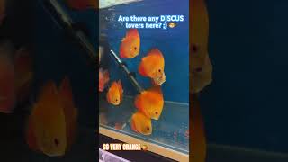 Amazing Discus Fish The Jewels of Freshwater Aquariums  Aquaristic Vibes [upl. by Gilberta662]