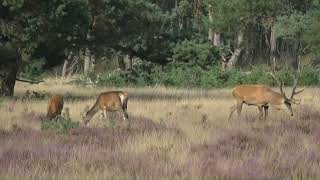 Live Hoge Veluwe Wildlife Spotting EdelHerten parings seizoen 12 sept 2024 [upl. by Chuah79]