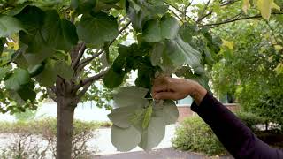 Tilia tomentosa  Silver Linden [upl. by Airolg]