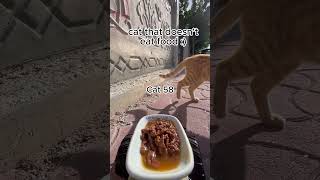 Cat feeding at rc car catfeeding cat cute asmrcatfeeding [upl. by Twedy]