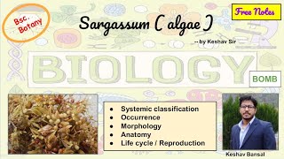 Sargassum  Morphology  Anatomy and Life cycle  Bsc  Free PDF notes  by Viologia EXtrema [upl. by Dlorej959]