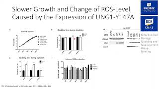 Uracil DNA Glycosylase Variant An Efficient Tool to Deplete mtDNA [upl. by Calli849]