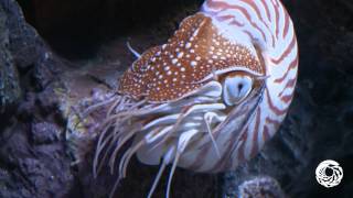 The Chambered Nautilus A Living Link With the Past [upl. by Schechinger]