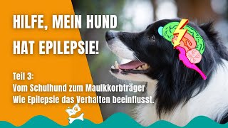 Epilepsie beim Hund 28 Die Stadien eines epileptischen Anfalls und Notfallmedikamente [upl. by Luz125]