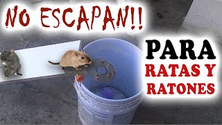 LA MEJOR TRAMPA PARA RATAS Y RATONES QUE HE VISTO The best mouse and rat trap [upl. by Roxie256]