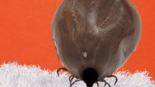 How To Pull a Tick Off Your Pet Petco [upl. by Scully163]