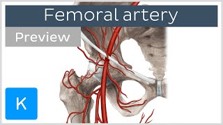 Femoral artery course and branches preview  Human Anatomy  Kenhub [upl. by Akemot]