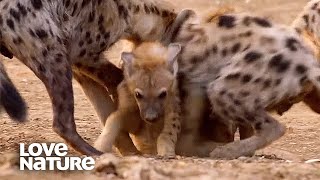 Hyena Cub Spotty Attacked by Her Own Family  Love Nature [upl. by Ednutabab]