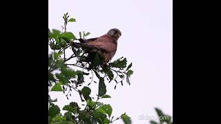 Kestrel Hunting from the edge of a tree  Birds of prey  UK Wildlife [upl. by Esertal]