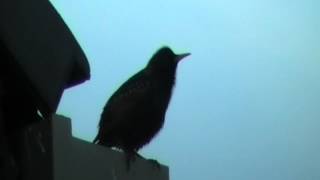 Common Starling mimicry [upl. by Ottavia]