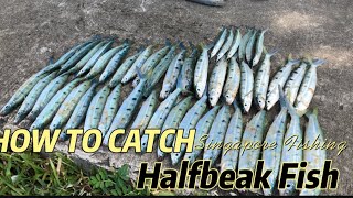 Singapore Fishing  How to catch halfbeak fish  Marina South [upl. by Elleirol433]